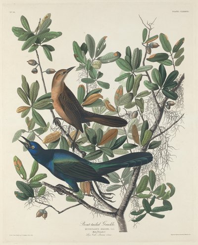 बोट-टेल्ड ग्रैकल, 1834। द्वारा रॉबर्ट हेवेल