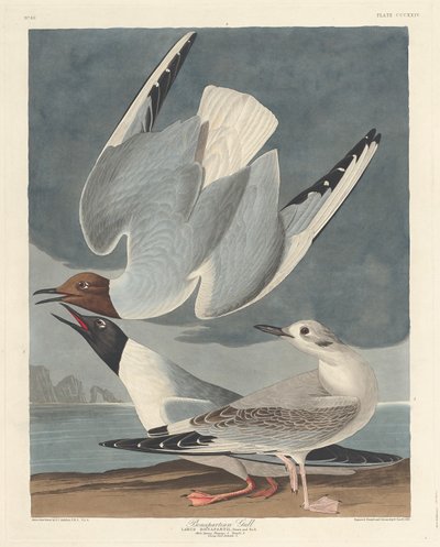 बोनापार्टियन गूल, 1836। द्वारा रॉबर्ट हेवेल