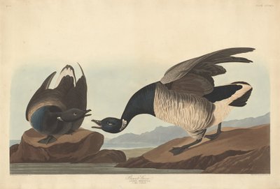 ब्रेंट गूज़, 1837। द्वारा रॉबर्ट हेवेल