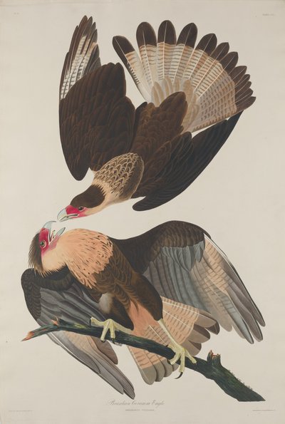 ब्राजीलियाई कराकारा ईगल, 1833। द्वारा रॉबर्ट हेवेल