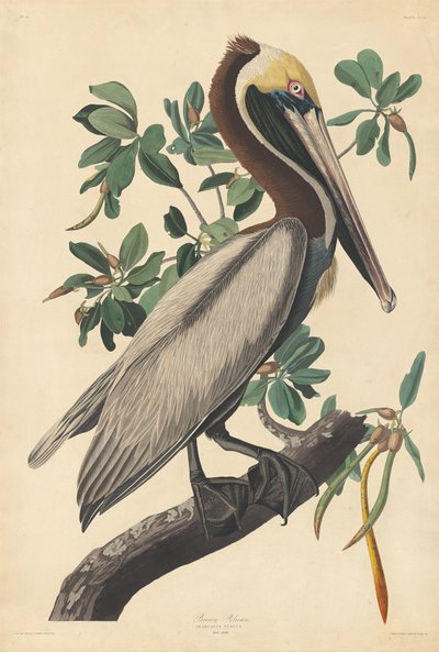 ब्राउन पेलिकन, 1835। द्वारा रॉबर्ट हेवेल