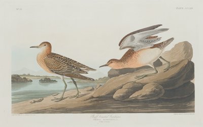 बफ-ब्रेस्टेड सैंडपाइपर, 1835। द्वारा रॉबर्ट हेवेल
