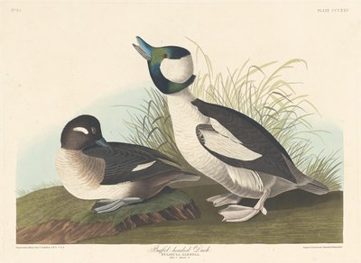 बफ़ेल-हेडेड डक, 1836। द्वारा रॉबर्ट हेवेल
