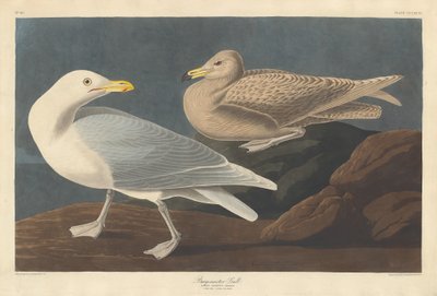 बर्गोमस्टर गल, 1837। द्वारा रॉबर्ट हेवेल