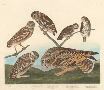 बिलिंग आउल, लार्ज-हेडेड बिलिंग आउल और लिटिल नाइट आउल, 1838। द्वारा रॉबर्ट हेवेल