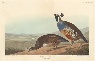 कैलिफ़ोर्निया पार्ट्रिज, 1838। द्वारा रॉबर्ट हेवेल