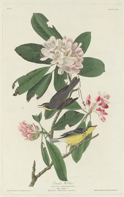 कनाडा वार्बलर, 1831। द्वारा रॉबर्ट हेवेल