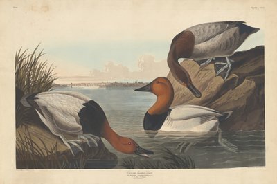 कैनवस-समर्थित बतख, 1836। द्वारा रॉबर्ट हेवेल