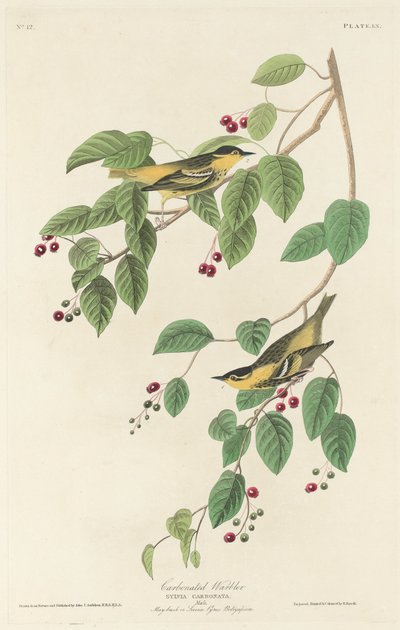 कार्बोनेटेड वार्बलर, 1829। द्वारा रॉबर्ट हेवेल