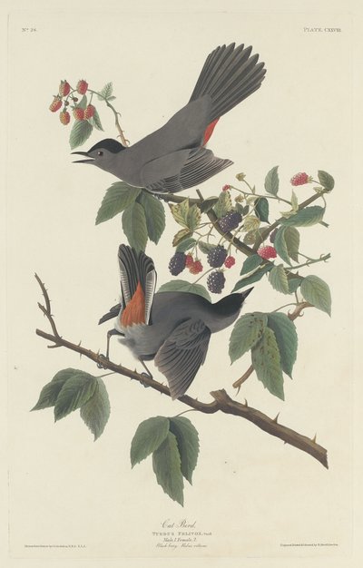कैट बर्ड, 1832। द्वारा रॉबर्ट हेवेल