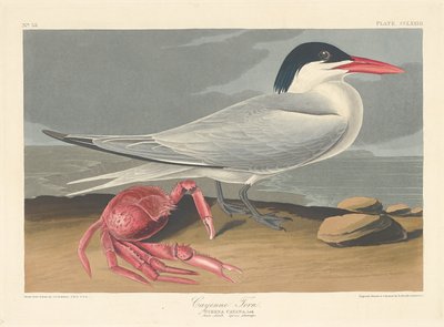 केयेन टर्न, 1835। द्वारा रॉबर्ट हेवेल