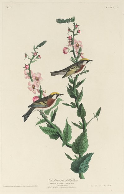 चेस्टनट-साइडेड वार्बलर, 1829। द्वारा रॉबर्ट हेवेल
