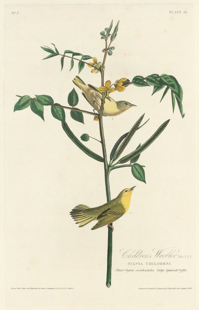 बच्चों का वार्बलर, 1828। द्वारा रॉबर्ट हेवेल