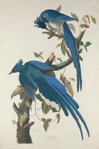 कोलंबिया जे, 1830। द्वारा रॉबर्ट हेवेल