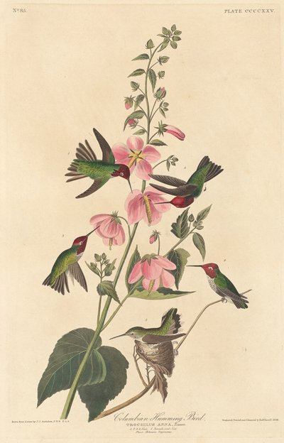 कोलंबियन हमिंग बर्ड, 1838। द्वारा रॉबर्ट हेवेल