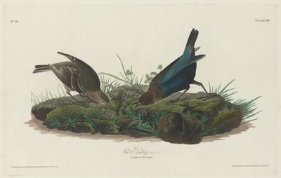 गाय बंटिंग, 1830। द्वारा रॉबर्ट हेवेल