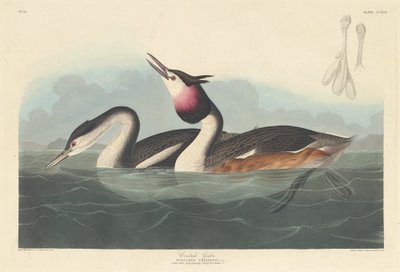 क्रेस्टेड ग्रीबे, 1836। द्वारा रॉबर्ट हेवेल