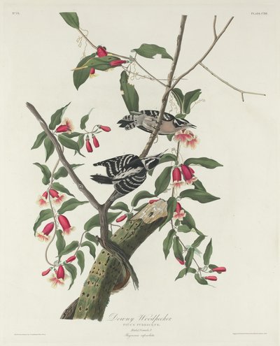 डाउनी कठफोड़वा, 1831। द्वारा रॉबर्ट हेवेल