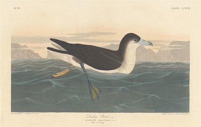 डस्की पेट्रेल, 1836। द्वारा रॉबर्ट हेवेल