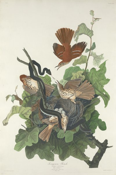फेरुजिनस थ्रश, 1831। द्वारा रॉबर्ट हेवेल
