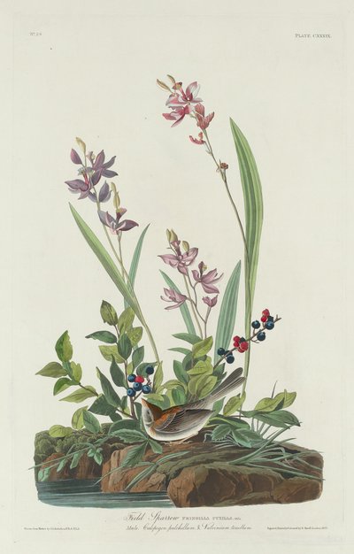 फील्ड स्पैरो, 1832। द्वारा रॉबर्ट हेवेल