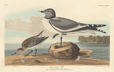 फोर्क-टेल्ड गल, 1835। द्वारा रॉबर्ट हेवेल