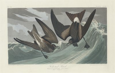 फोर्क-टेल्ड पेट्रेल, 1835। द्वारा रॉबर्ट हेवेल