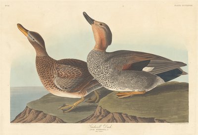 गडवाल डक, 1836। द्वारा रॉबर्ट हेवेल