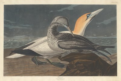 गैनेट, 1836। द्वारा रॉबर्ट हेवेल