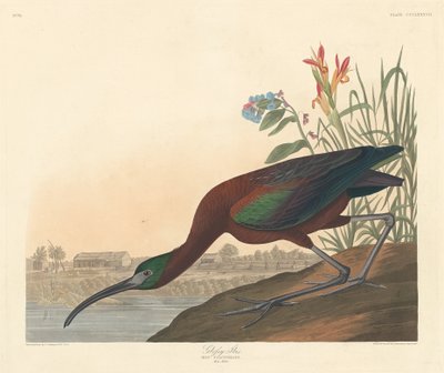 ग्लॉसी इबिस, 1837। द्वारा रॉबर्ट हेवेल