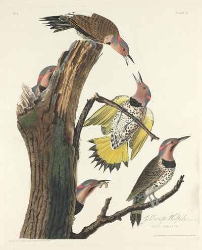 सोने के पंखों वाला कठफोड़वा, 1828। द्वारा रॉबर्ट हेवेल