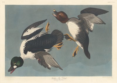 गोल्डन-आई डक, 1836। द्वारा रॉबर्ट हेवेल