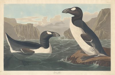 ग्रेट औक, 1836। द्वारा रॉबर्ट हेवेल