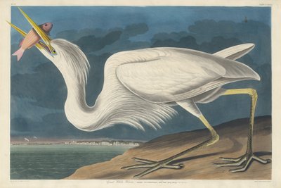ग्रेट व्हाइट हेरॉन, 1835। द्वारा रॉबर्ट हेवेल