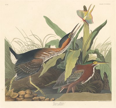 ग्रीन हेरॉन, 1836। द्वारा रॉबर्ट हेवेल