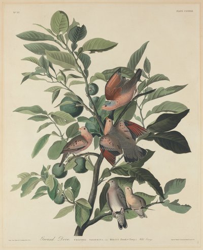 ग्राउंड डव, 1833। द्वारा रॉबर्ट हेवेल
