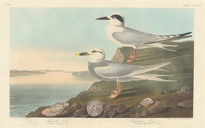 हैवेल्स टर्न और ट्रूडो का टर्न, 1838। द्वारा रॉबर्ट हेवेल