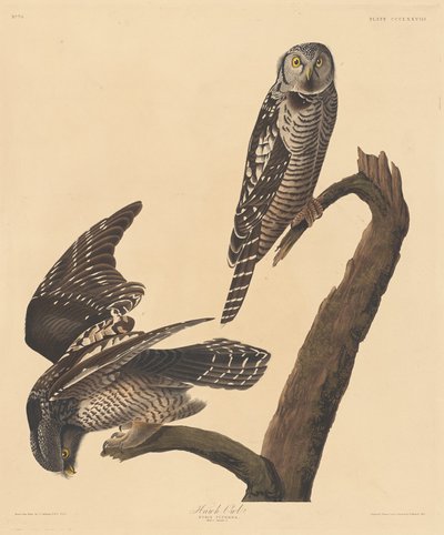 हॉक उल्लू, 1837। द्वारा रॉबर्ट हेवेल