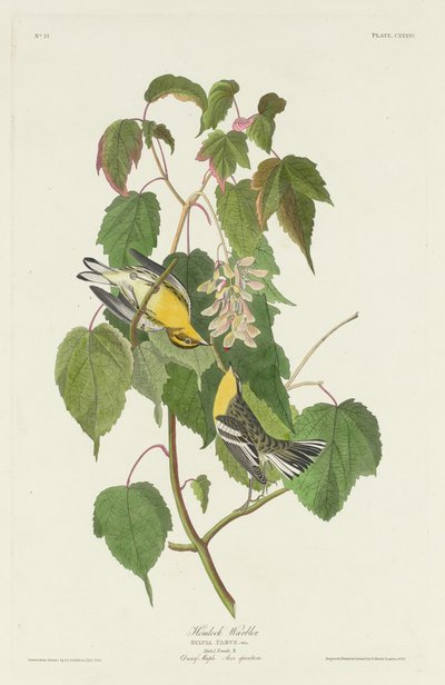 हेमलॉक वार्बलर, 1832। द्वारा रॉबर्ट हेवेल
