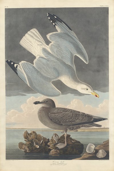 हेरिंग गुल, 1836। द्वारा रॉबर्ट हेवेल