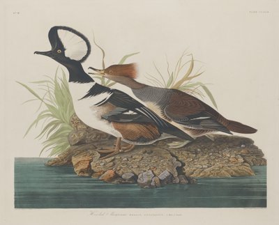 हूडेड मर्गेन्सर, 1834। द्वारा रॉबर्ट हेवेल