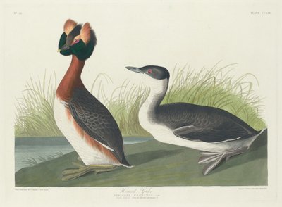 हॉर्नड ग्रीबे, 1835। द्वारा रॉबर्ट हेवेल