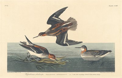 हाइपरबोरियन फालारोप, 1834। द्वारा रॉबर्ट हेवेल