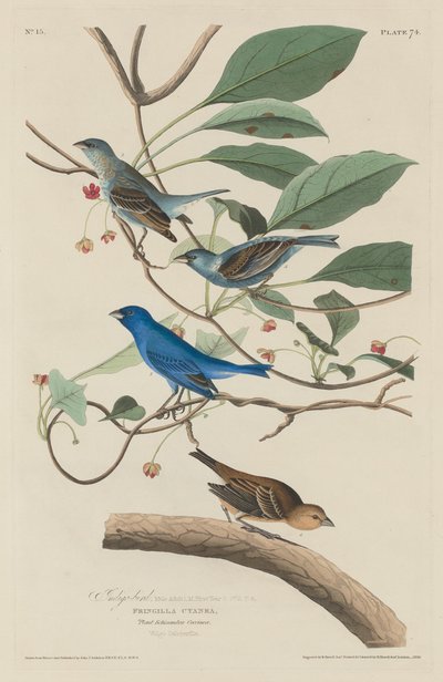 इंडिगो बर्ड, 1829। द्वारा रॉबर्ट हेवेल