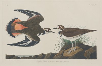 किल्डियर प्लोवर, 1834। द्वारा रॉबर्ट हेवेल