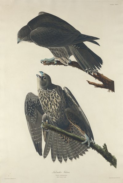 लैब्राडोर फाल्कन, 1834। द्वारा रॉबर्ट हेवेल