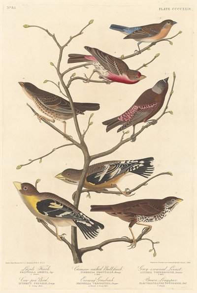लाजुली फिंच, 1838। द्वारा रॉबर्ट हेवेल
