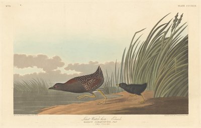 लीस्ट वॉटर-हेन, 1836। द्वारा रॉबर्ट हेवेल