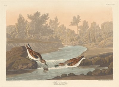 लिटिल सैंडपाइपर, 1836। द्वारा रॉबर्ट हेवेल