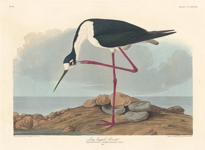 लंबे पैरों वाला एवोसेट, 1836। द्वारा रॉबर्ट हेवेल